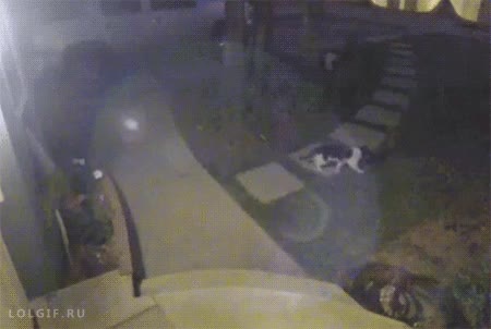 ventana,escapar,atravesar,jard&iacute;n