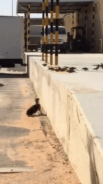 Aunque los gatos ya se consideren animales domésticos, algunos no han perdido el instinto cazador cazar,atrapar,gato,palomas,muy ninja,cazador