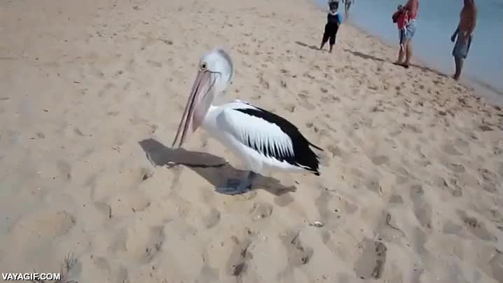 pel&iacute;cano,ave,pajaro,bostezar,casi se da la vuelta como una camiseta,playa