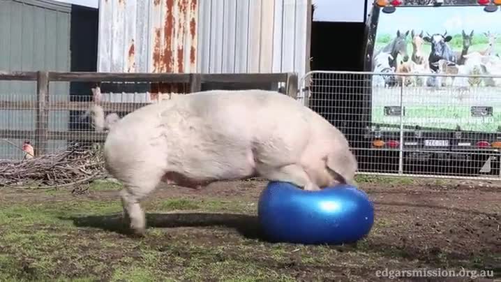 cerdo,tecnicamente es cerda,romper,aplastar,explotar,pelota,yoga,balon