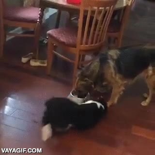 mision imposible,perro,colarse,robar,comida,al final lo consigue