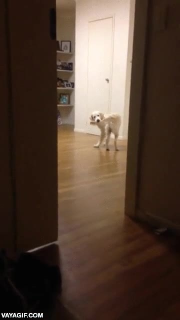 perro,cola,morder,atrapar,objetivo alcanzado