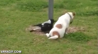 urraca,perro,jugar,amigos