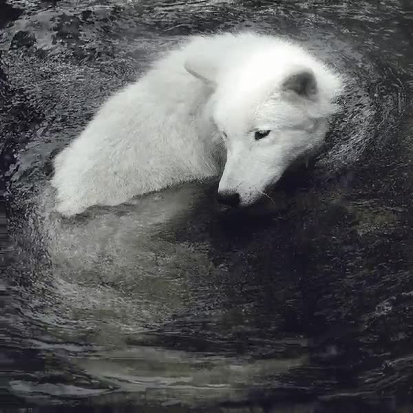 serenidad,lobo,blanco,agua,corriente,en movimiento,relax,relajante
