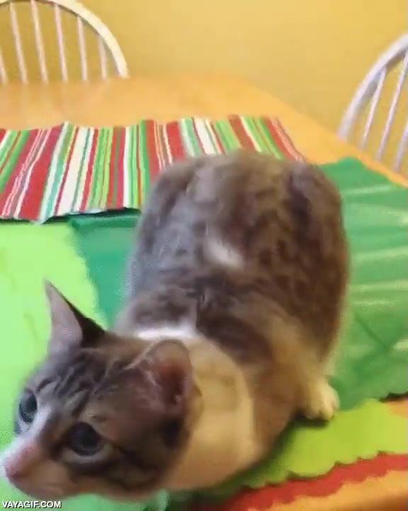 abrazar,sin patas delanteras,gato,bonito