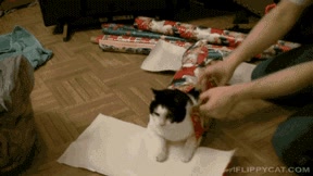 envolver,el mío no se dejaría ni de broma,envuelto,papel de envolver,gato