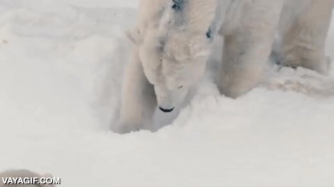 zoo,oso polar,fuera de su habitat,nevar,locura,oso