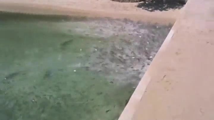 comer,devorar,atacar,banco,pez,peces,ataque