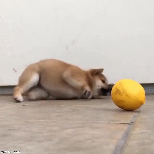 limón,batalla perdida,perro,shiba,akita
