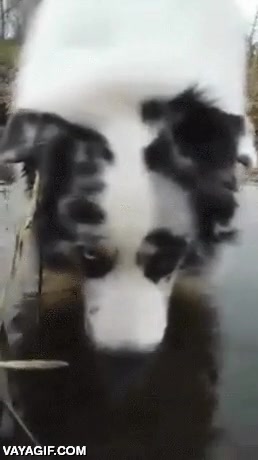 perro,burbujas,soplar,no sabía que pudieran hacerlo,las hace con la nariz