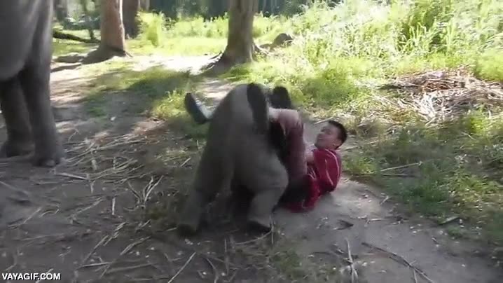 elefante,abrazo,abrazar,jugar,cr&iacute;a,cuidador