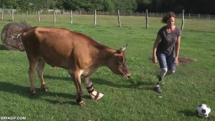 vaca,protesis,pata,santuario de animales,futbol,jugar,pelota