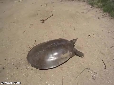 ha puesto el turbo,tortuga,correr,velocidad,debajo del coche