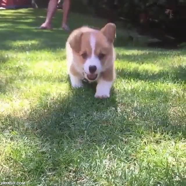cachorro,corgi,cria,perro,correr,camara lenta