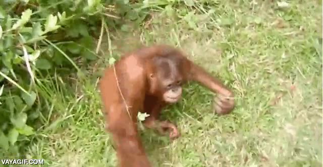morder,orangutan,rodar,sigilo,volteretas,humano