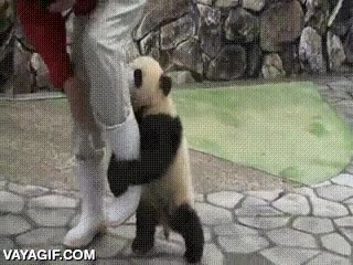 oso panda,abrazar,abrazo,cuidador,oso,cr&iacute;a,jugar