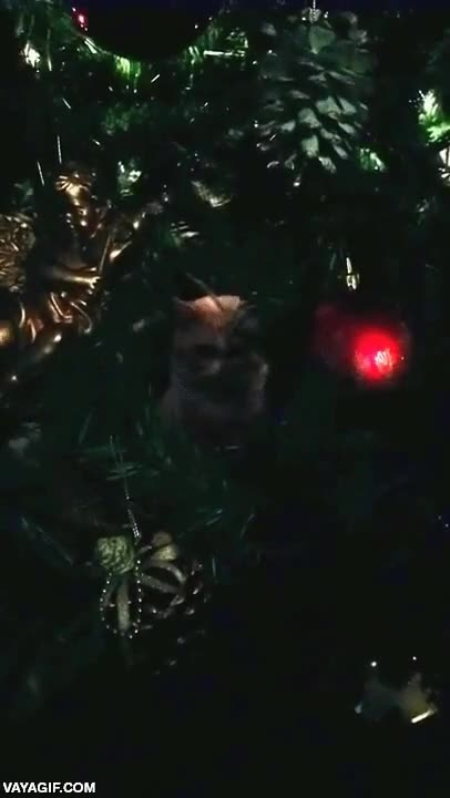 mal rollo,gato,dentro del arbol,siniestro,arbolito de navidad