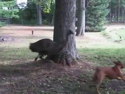 emu,perro,pilla-pilla,pilla,correr,escapar,boxer