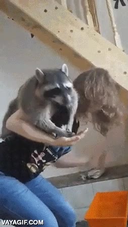 comida,mapache,locura,humana,trepar,comer,mano