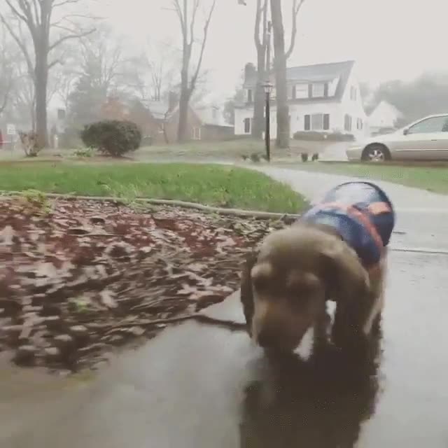 perro,cachorro,mojado,secar,toalla,adorable