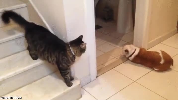 sobreactuar,cuentista,tirarse al suelo,futbolista reencarnado,gato,zarpazo