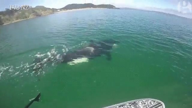 paddle surf,orca,ballena,susto,tabla,muerde la tabla