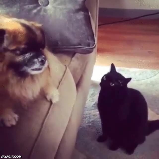 mala leche,gato,perro,menudo guantazo,gru&ntilde;ir,se nota la mala leche del gato en sus ojos