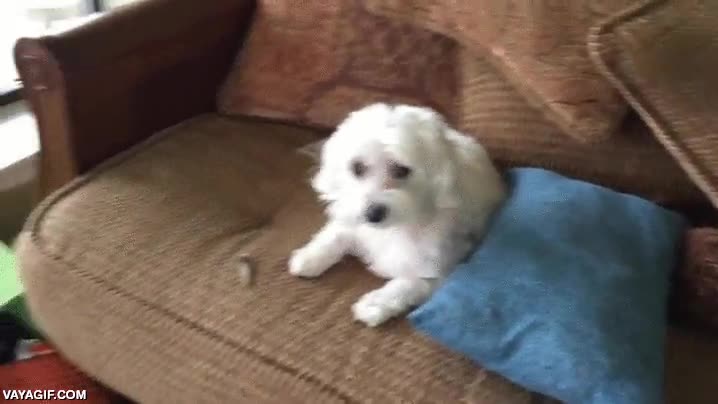 resolver el caso,perro,pa&ntilde;uelos,caja,infraganti