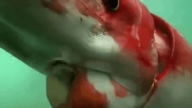 Toyama Bay,chocos,calamar,gigante,japón