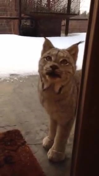 lince,gato montes,balcon,fr&iacute;o,en busca de comida imagino