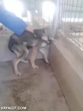 Después de una vida en que solo conoció el maltrato, este perro recibe sus primeras caricias que triste,perro,miedo,aterrorizado,pone los pelos de punta,ganas de llorar,humanos despiadados