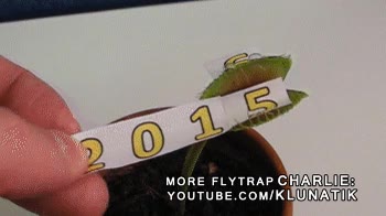 charlie the flytrap,feliz año nuevo,2015,2016,nochevieja,fin de año