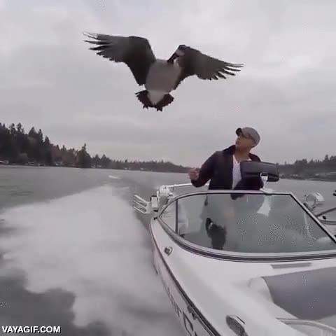 ave,pajaro,ganso,oca,volar,en marcha,descansar,pararse