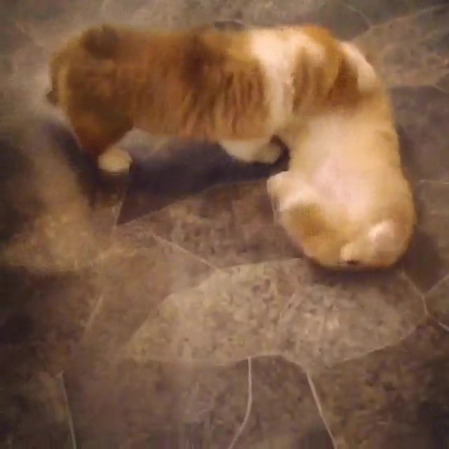 especies,mejores amigos,tratar,perro