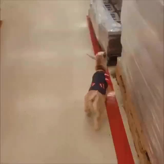 cabra,cabrita,trepar,escalar,sacos de pienso,centro comercial