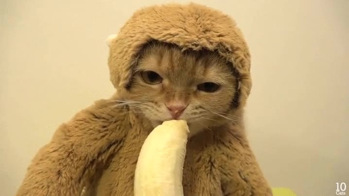 gato,mono,platano,comer,disfraz,disfrazado,no parece gustarle mucho el disfraz