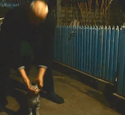 gato,saltar,adiestrado,salto,entrenado