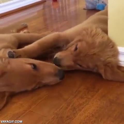 compartir,perro,perros,hueso,comer,morder