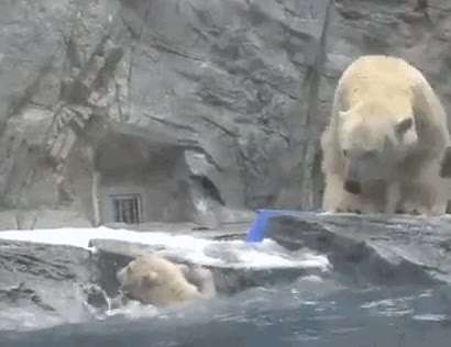 mama,oso polar,oso,cría,lanzarse,sin dudarlo,una madre,hijo,rescatar,sacar del agua