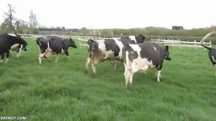 vaca,felicidad,emocion,liberadas,no se merecen vivir confinadas