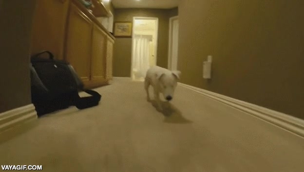 escaleras incluidas,bajar,las tiene contadas,perro,es adorable,pobrecito,sin ojos