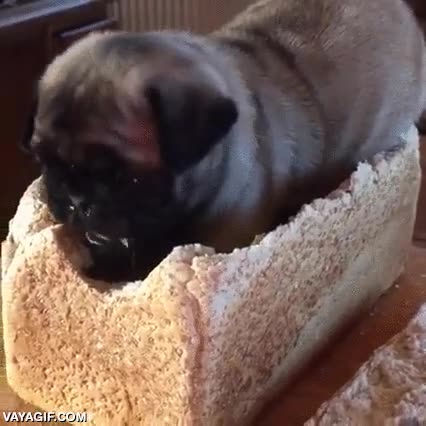 pan,molde,dentro,devorar,por dentro,pug,carlino,perro