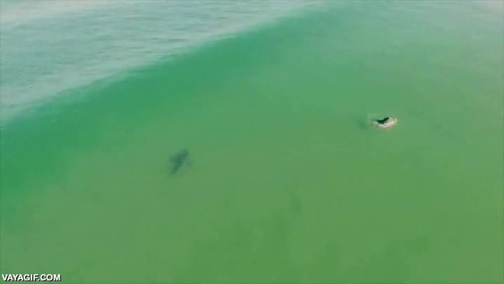 tiburon,pillar,ola,tabla de surf,escapar,surfista,surfero