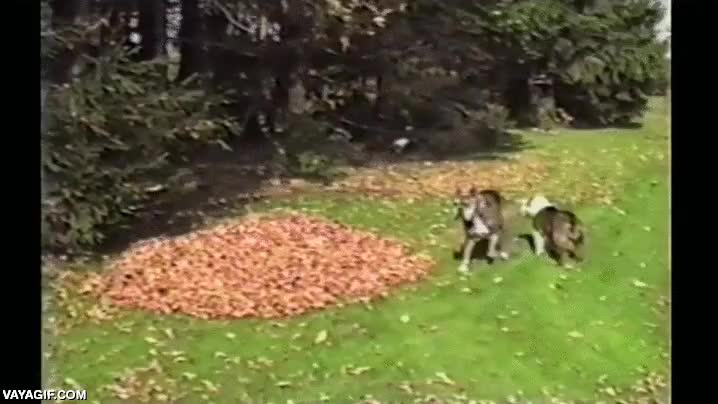 perro,susto,asustar,nunca m&aacute;s volvieron a saber de el,sigue corriendo por alg&uacute;n pa&iacute;s del mundo,es el forrest gump de los perros