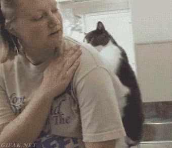 rascar,espalda,gato,humana,acariciar,devolver el favor