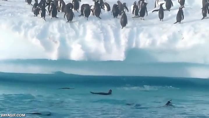 pingüinos,pingus,fail,subir,al hielo,nadar,pobres,muy torpes