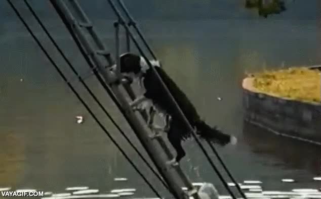 perro,saltar,jugar,lanzarse,tobogan,parque acuatico