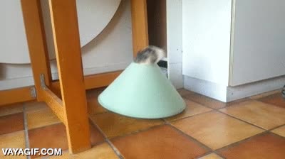 gato,conejo,truco,lampara,siempre fue un conejo