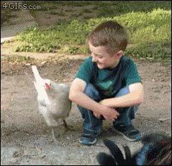 gallina,gallo,abrazar,amigo,abrazo,no reconocer