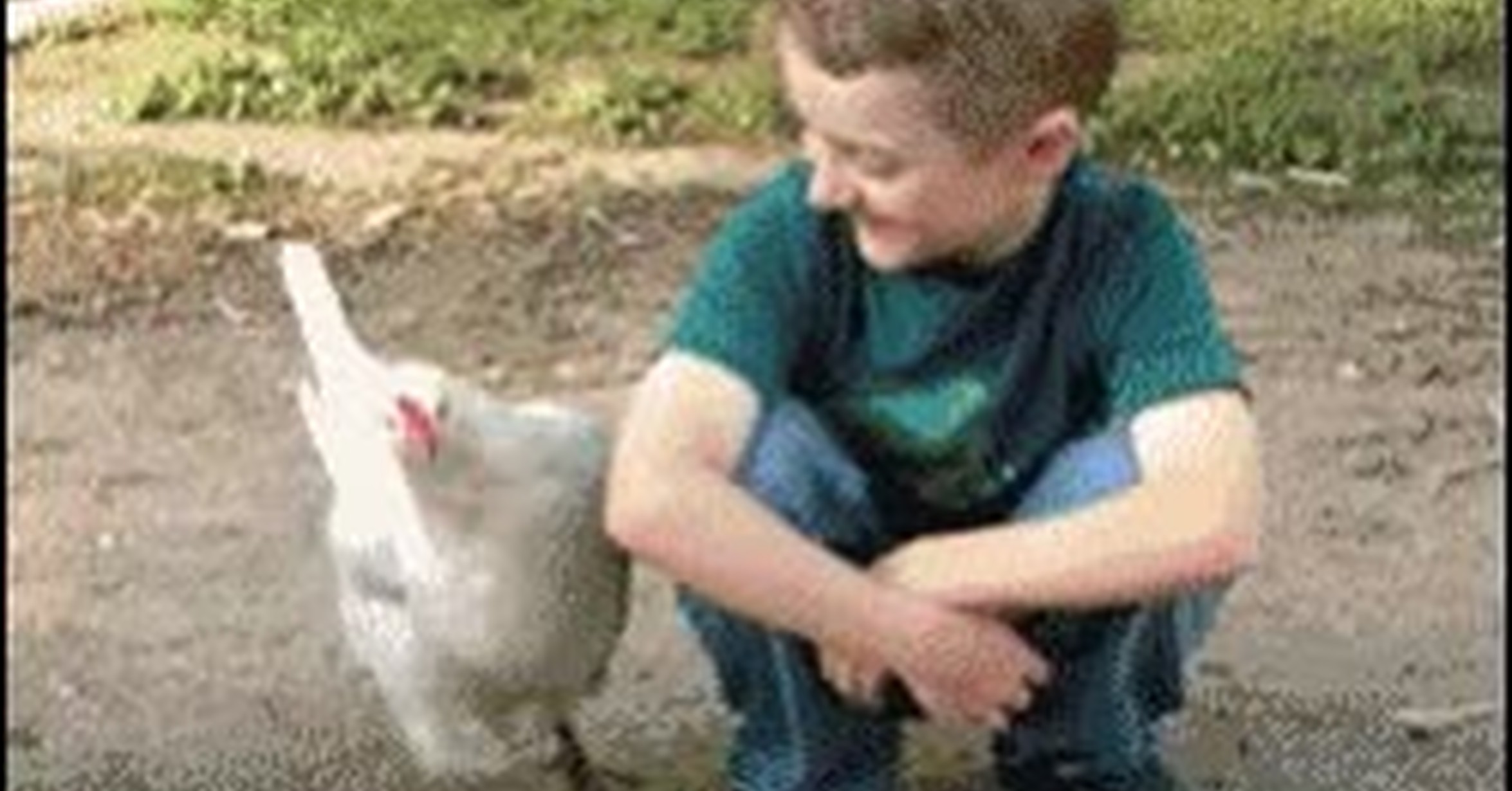El Gallo Y La Gallina Se Van A Casar